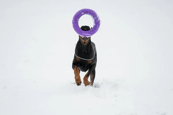 Entrenar y jugar con perros Dobermans en un campo cubierto de nieve —  Fotos de Stock