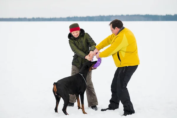 在雪地里训练和玩狗杜宾 — 图库照片