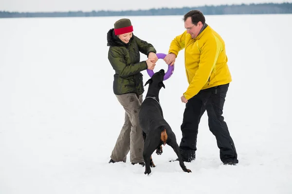 Treinamento e brincando com cães Dobermans em um campo nevado — Fotografia de Stock