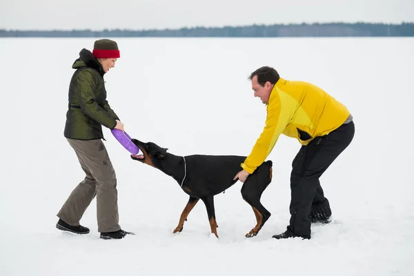 Eğitim ve Dobermans köpeklerle karlı bir sahada oynamak — Stok fotoğraf