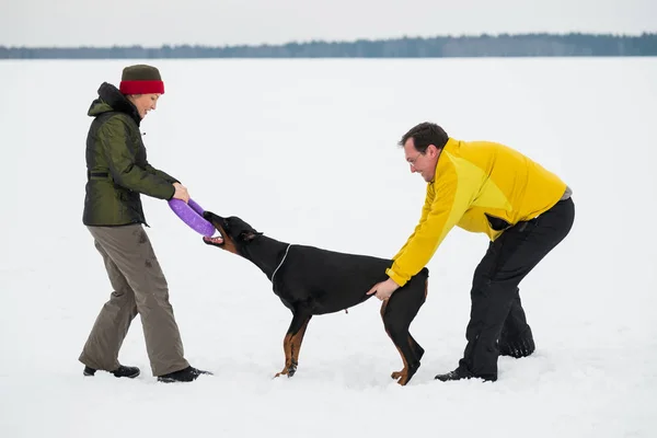 Entrenar y jugar con perros Dobermans en un campo cubierto de nieve —  Fotos de Stock