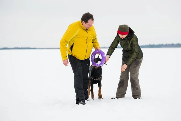 Szkolenia i zabawy z psami Dobermany na snowy pole — Zdjęcie stockowe