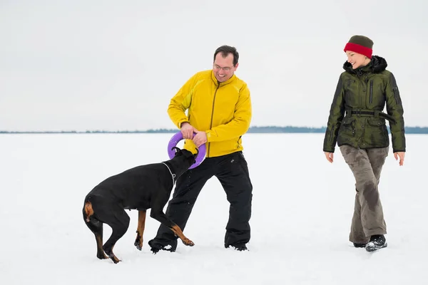 Treinamento e brincando com cães Dobermans em um campo nevado — Fotografia de Stock