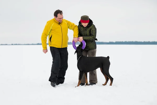 Treinamento e brincando com cães Dobermans em um campo nevado — Fotografia de Stock