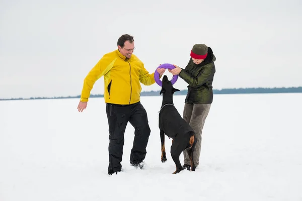 Allenamento e giocare con i cani Dobermans su un campo innevato — Foto Stock