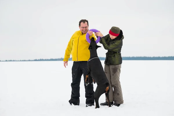 トレーニングと雪原にドーベルマンの犬と遊ぶ — ストック写真