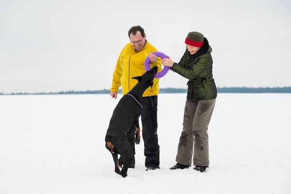 在雪地里训练和玩狗杜宾 — 图库照片