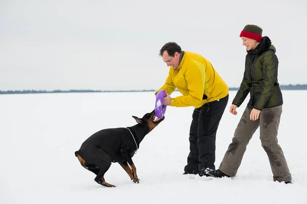 Training und Spiel mit Dobermännern auf einem verschneiten Feld — Stockfoto