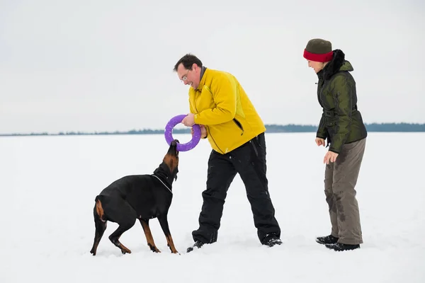 Entrenar y jugar con perros Dobermans en un campo cubierto de nieve —  Fotos de Stock