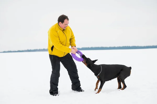 Szkolenia i zabawy z psami Dobermany na snowy pole — Zdjęcie stockowe