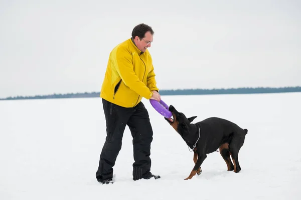 Treinamento e brincando com cães Dobermans em um campo nevado — Fotografia de Stock