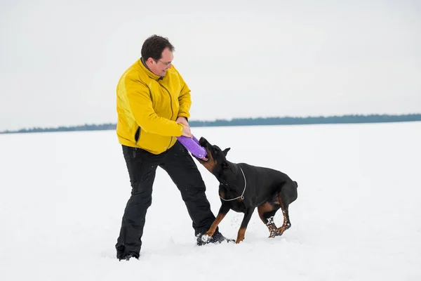 Entrenar y jugar con perros Dobermans en un campo cubierto de nieve —  Fotos de Stock