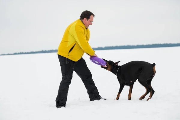 Entrenar y jugar con perros Dobermans en un campo cubierto de nieve —  Fotos de Stock