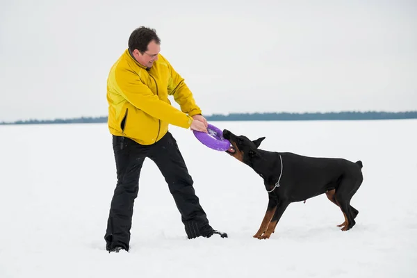 Тренировки и игры с собаками Доберманы на снежном поле — стоковое фото