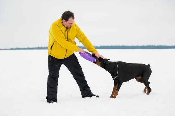 Szkolenia i zabawy z psami Dobermany na snowy pole — Zdjęcie stockowe