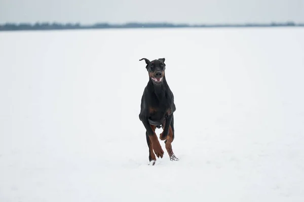 Szkolenia i zabawy z psami Dobermany na snowy pole — Zdjęcie stockowe