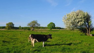 Yaz saati, bir çayır üzerinde inek otlatmak