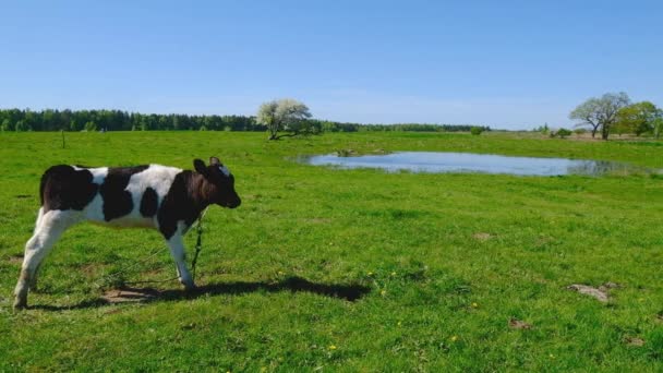 Een koe graast op een weide in de buurt van de vijver — Stockvideo