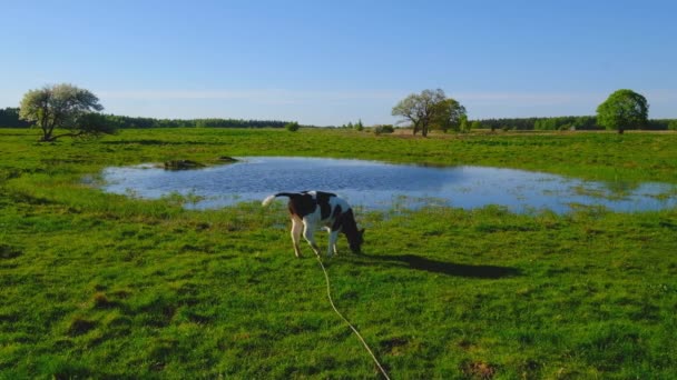 Одна корова пасется на лугу возле пруда — стоковое видео