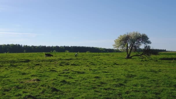 Les vaches paissent dans une prairie à l'heure d'été — Video