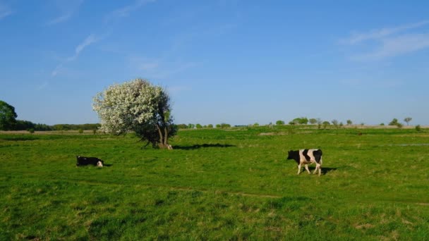 Kor betar på en äng på sommartid — Stockvideo