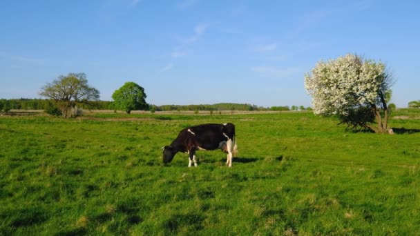 Krowy pasą się na łące w okresie letnim — Wideo stockowe