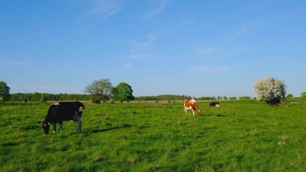 Корови пасуться на лузі в літній час — стокове відео