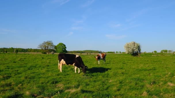 Koeien grazen op een weide op zomertijd — Stockvideo