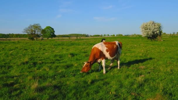 गर्मियों के समय घास पर गायें चरती हैं — स्टॉक वीडियो