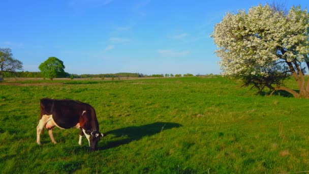 Οι αγελάδες βόσκουν σε ένα λιβάδι το καλοκαίρι — Αρχείο Βίντεο
