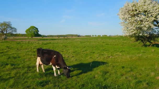 Le mucche pascolano su un prato all'ora legale — Video Stock