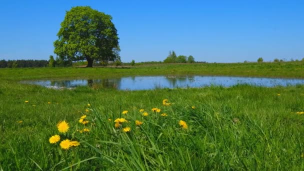 Vreedzame zomer landschap met groene boom in de buurt van het meer — Stockvideo