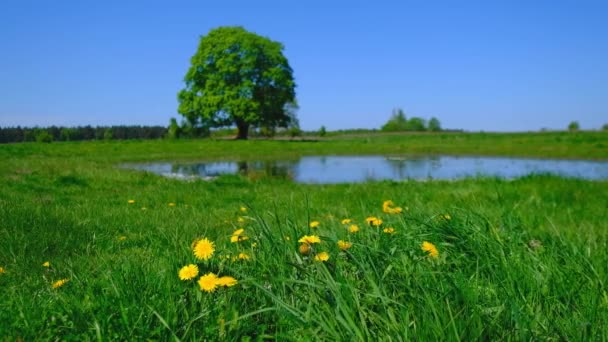 Fredlig sommarlandskap med gröna träd nära sjön — Stockvideo