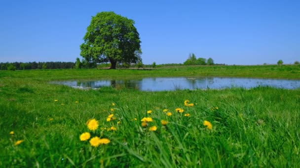Peaceful summer landscape with green tree near the lake — Stock Video