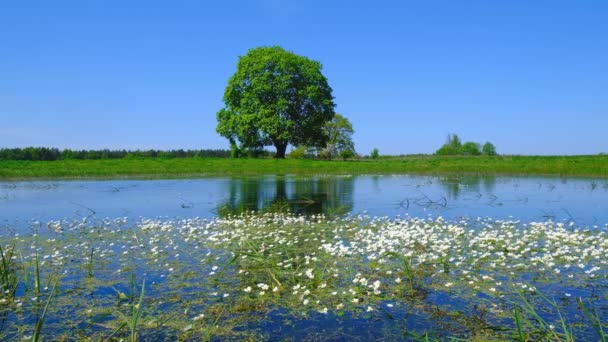 Fredlig sommarlandskap med gröna träd nära sjön — Stockvideo