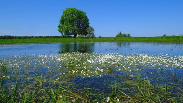 Vreedzame zomer landschap met groene boom in de buurt van het meer — Stockvideo