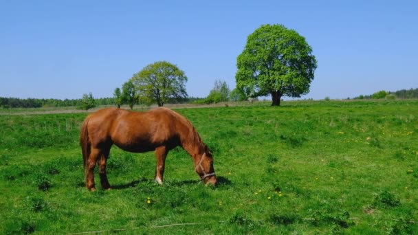 Cavalo está pastando no prado verde — Vídeo de Stock