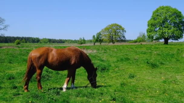 Лошадь пасутся на зеленом лугу — стоковое видео