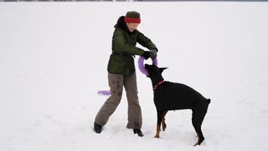 Eğitim ve Dobermans köpeklerle karlı bir sahada oynamak