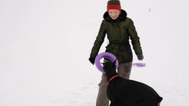 Training and playing with dogs Dobermans on a snowy field — Stock Video