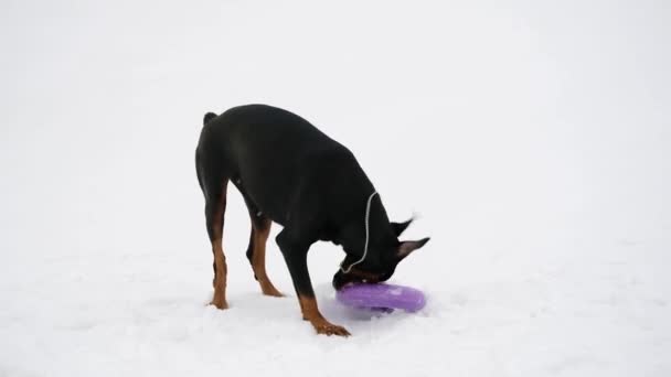 Treinamento e brincando com cães Dobermans em um campo nevado — Vídeo de Stock
