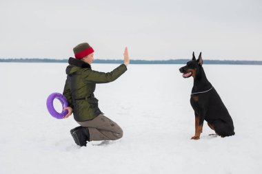 Eğitim ve Dobermans köpeklerle karlı bir sahada oynamak