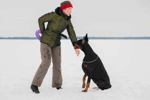 Treinamento e brincando com cães Dobermans em um campo nevado — Fotografia de Stock