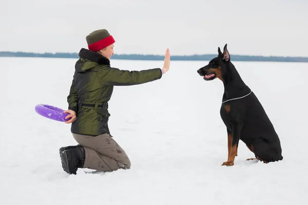 Entrenar y jugar con perros Dobermans en un campo cubierto de nieve —  Fotos de Stock