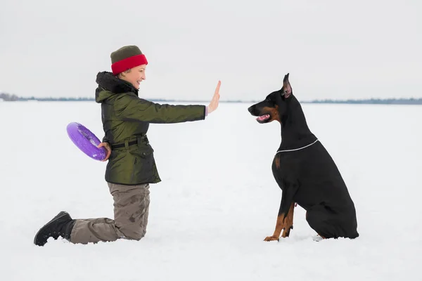 Entrenar y jugar con perros Dobermans en un campo cubierto de nieve —  Fotos de Stock