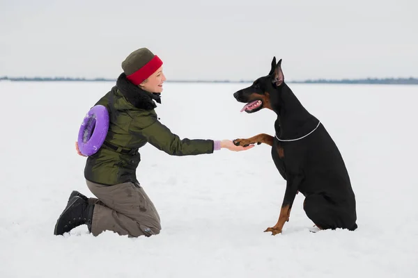 Entrenar y jugar con perros Dobermans en un campo cubierto de nieve —  Fotos de Stock