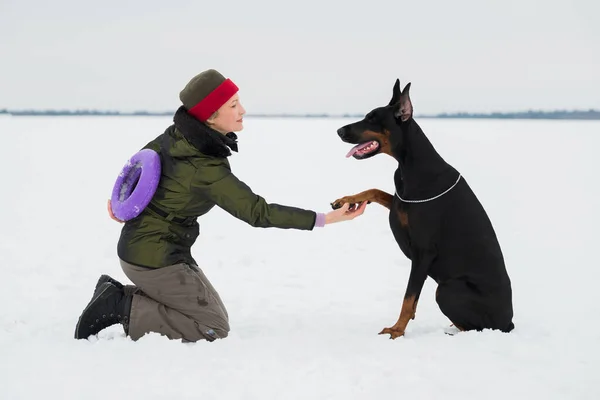 Treinamento e brincando com cães Dobermans em um campo nevado — Fotografia de Stock