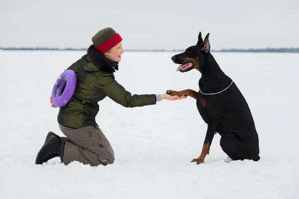 Entrenar y jugar con perros Dobermans en un campo cubierto de nieve —  Fotos de Stock