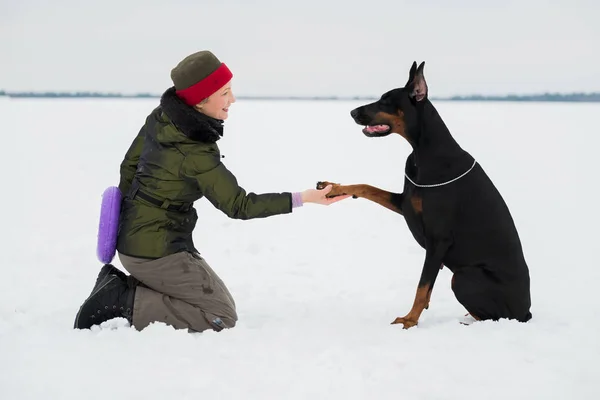 Treinamento e brincando com cães Dobermans em um campo nevado — Fotografia de Stock