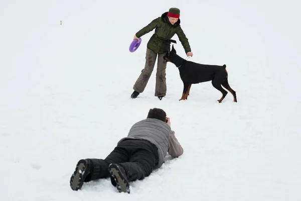 Treinamento e brincando com cães Dobermans em um campo nevado — Fotografia de Stock